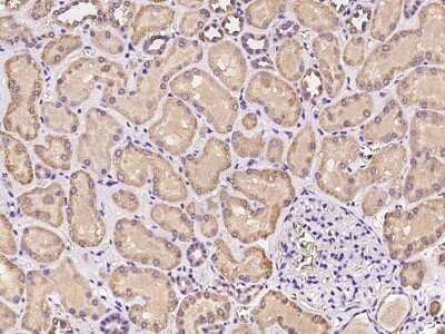Immunohistochemistry-Paraffin: PKD2L2 Antibody [NBP2-97274]