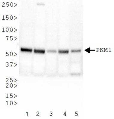 Western Blot: PKM1 AntibodyBSA Free [NBP2-14833]