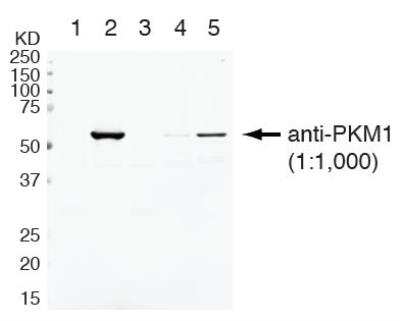 Western Blot: PKM1 AntibodyBSA Free [NBP2-14833]