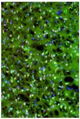Immunocytochemistry/ Immunofluorescence: PKM2 Antibody - BSA Free [NBP1-48308]