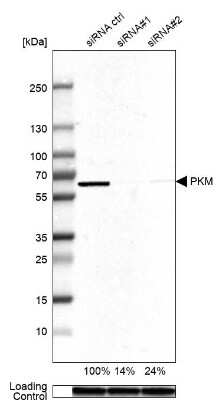 Western Blot: PKM2 Antibody [NBP1-82487]