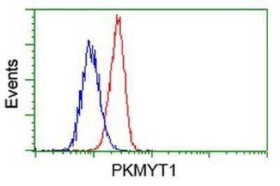 Flow Cytometry: PKMYT1 Antibody (OTI5E1) - Azide and BSA Free [NBP2-73452]