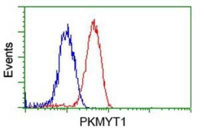 Flow Cytometry: PKMYT1 Antibody (OTI5E1) - Azide and BSA Free [NBP2-73452]
