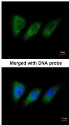 Immunocytochemistry/ Immunofluorescence: PKN2 Antibody [NBP1-31367]