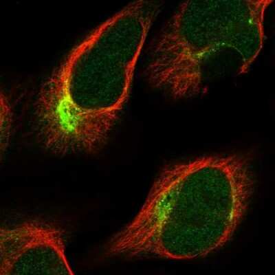 Immunocytochemistry/ Immunofluorescence: PKN2 Antibody [NBP2-13766]
