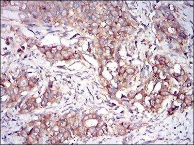 Immunohistochemistry-Paraffin: PKR Antibody (6H3A10) - BSA Free [NBP2-37242]
