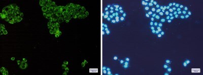 Immunocytochemistry/ Immunofluorescence: PKR Antibody (S08-2C8) [NBP3-19517]