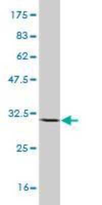 Western Blot: PLA2G1B Antibody (2B7) [H00005319-M14]