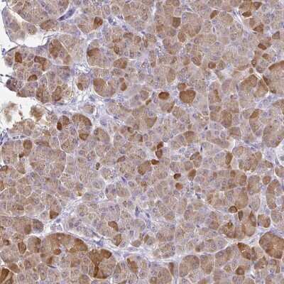 Immunohistochemistry-Paraffin: PLA2G1B Antibody [NBP2-33501]