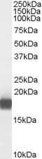 Western Blot: PLA2G1B Antibody [NBP1-06063]