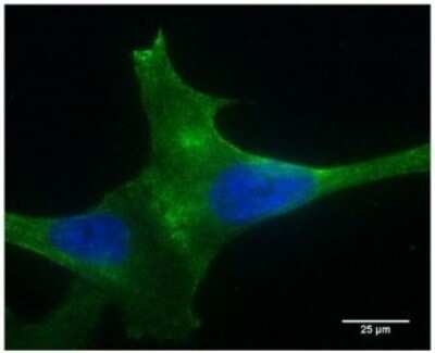 Immunocytochemistry/ Immunofluorescence: PLA2R1 Antibody (12-6-5) - BSA Free [NBP2-50248]
