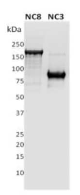 Western Blot: PLA2R1 Antibody (12-6-5)BSA Free [NBP2-50248]