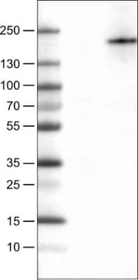 Western Blot: PLA2R1 Antibody (CL0485) [NBP2-52934]