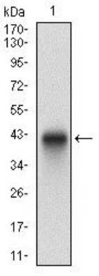 Western Blot: PLAGL1 Antibody (8D8C5)BSA Free [NBP2-37343]