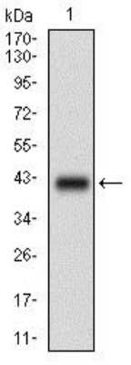 Western Blot: PLAGL1 Antibody (8F9D12)BSA Free [NBP2-37344]