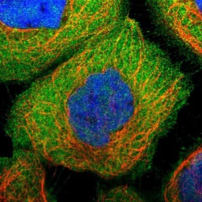 Immunocytochemistry/ Immunofluorescence: PLAP Antibody [NBP1-84996]