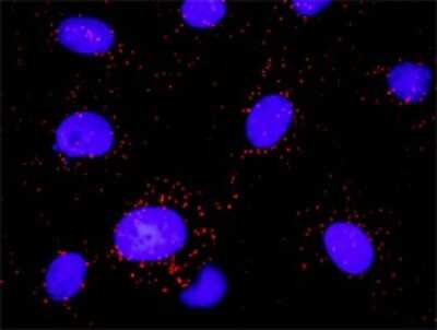 Proximity Ligation Assay: PLC-gamma 1 Antibody (2A2) [H00005335-M01]