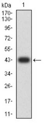 Western Blot: PLC-gamma 1 Antibody (2F3D11)BSA Free [NBP2-61790]