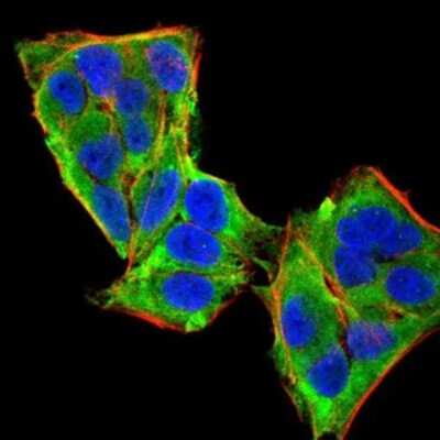 Immunocytochemistry/ Immunofluorescence: PLC-gamma 1 Antibody (3C2D11) - BSA Free [NBP2-52532]