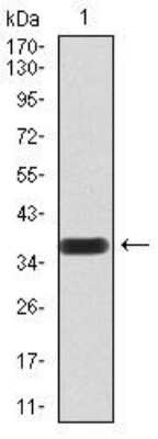 Western Blot: PLC-gamma 1 Antibody (3C2D11)BSA Free [NBP2-52532]