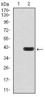 Western Blot: PLC-gamma 1 Antibody (3C2D11)BSA Free [NBP2-52532]