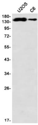 Western Blot: PLC-gamma 1 Antibody (S01-6B4) [NBP3-20073]