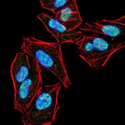 Immunocytochemistry/ Immunofluorescence: PLC-gamma 2 Antibody (3A8B6) - BSA Free [NBP2-52534]