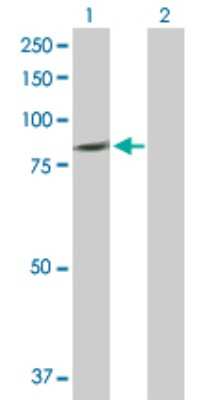 Western Blot: PLCD4 Antibody [H00084812-D01P]