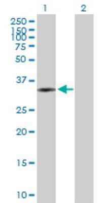Western Blot: PLCXD3 Antibody [H00345557-B01P]
