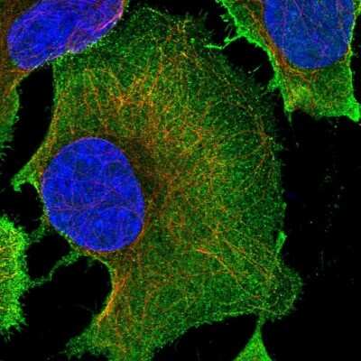 Immunocytochemistry/ Immunofluorescence: PLD1 Antibody [NBP2-34078]