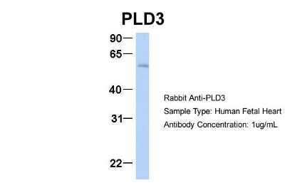 Western Blot: PLD3/Phospholipase D3 Antibody [NBP1-59921]