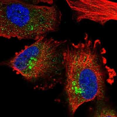 Immunocytochemistry/ Immunofluorescence: PLEKHA3 Antibody [NBP2-32018]