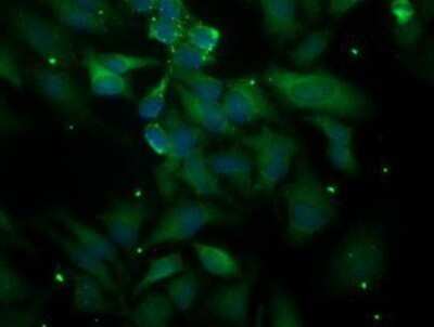 Immunocytochemistry/ Immunofluorescence: PLEKHA3 Antibody (OTI5D11) - Azide and BSA Free [NBP2-73470]