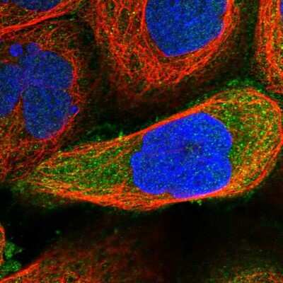Immunocytochemistry/ Immunofluorescence: PLEKHA7 Antibody [NBP1-85045]