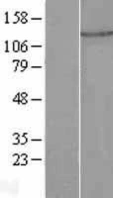 Western Blot: PLEKHA7 Overexpression Lysate [NBL1-14504]