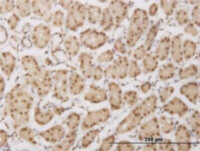 Immunohistochemistry-Paraffin: PLEKHG5 Antibody (5A9) [H00057449-M01]