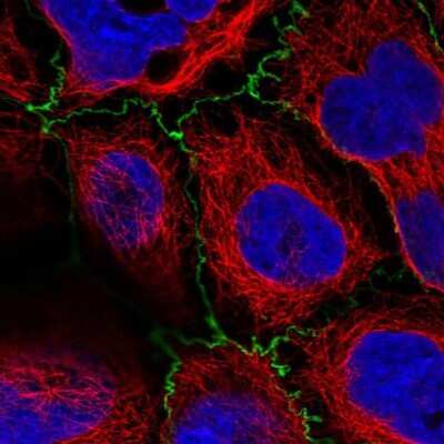 Immunocytochemistry/ Immunofluorescence: PLEKHG6 Antibody [NBP2-55380]