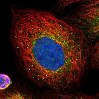 Immunocytochemistry/ Immunofluorescence: PLEKHM3 Antibody [NBP1-94090]