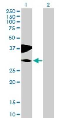 Western Blot: PLEKHS1 Antibody [H00079949-B01P]