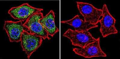 Immunocytochemistry/ Immunofluorescence: PLK1 Antibody (13E8) [NB100-74502]