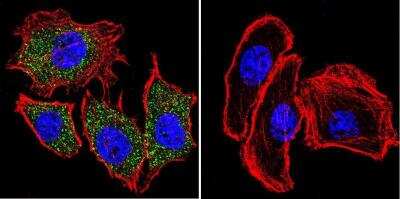 Immunocytochemistry/ Immunofluorescence: PLK1 Antibody (13E8) [NB100-74502]