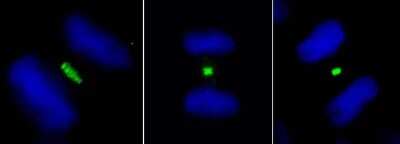 Immunocytochemistry/ Immunofluorescence: PLK1 Antibody [NB100-547]