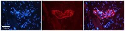 Immunohistochemistry-Paraffin: PLK2 Antibody [NBP2-84222]