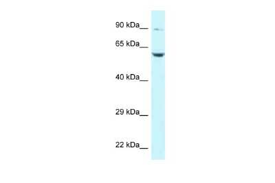 Western Blot: PLK2 Antibody [NBP2-84222]