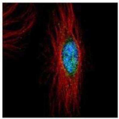 Immunocytochemistry/ Immunofluorescence: PLK4 Antibody [NBP1-33402]