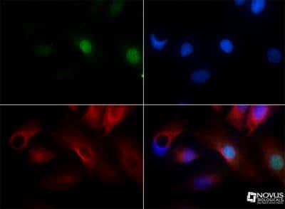 Immunocytochemistry/ Immunofluorescence: PLK5 Antibody [NBP1-97306]