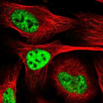 Immunocytochemistry/ Immunofluorescence: PLRG1 Antibody [NBP2-48650]