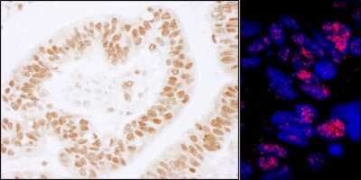Immunohistochemistry: PLRG1 Antibody [NBP1-06556]