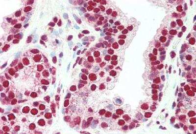 Immunohistochemistry-Paraffin: PLRG1 Antibody [NB100-853]