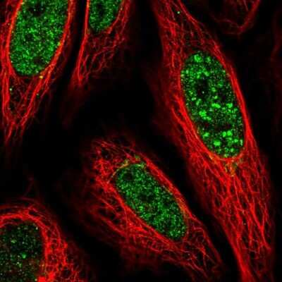 Immunocytochemistry/ Immunofluorescence: PLSCR4 Antibody [NBP1-86165]